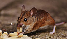 24 Hour & Emergency Exterminators in Clarksville, TN